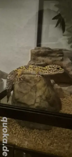 Leopardgecko Mänchen