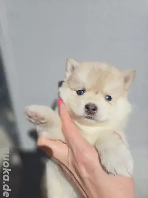 Auszugsbereit  :) Pomsky F2 F3 blaue Augen 6kilo klein  Bild 6