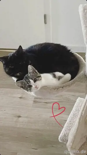 2 weibliche Katzen abzugeben!