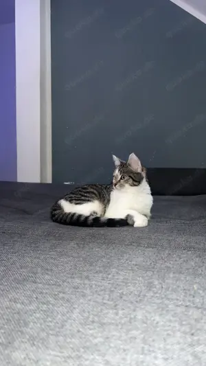 Katze Simba 7 Monate alt 