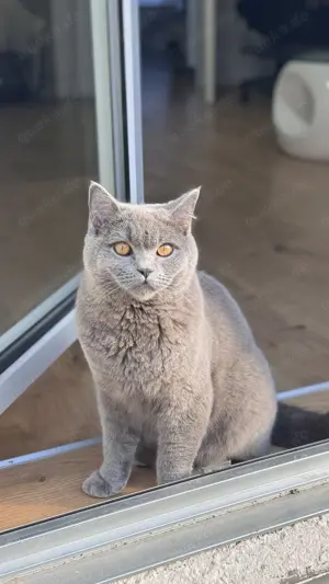 BKH Blue Deckkater  Bild 10