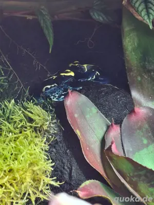 Dendrobates Tinctorius Cobalt Pärchen 1.1