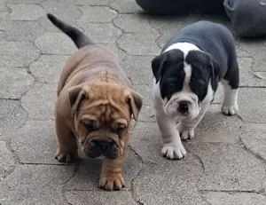 Continental Bulldog-Welpen Wurf Planung