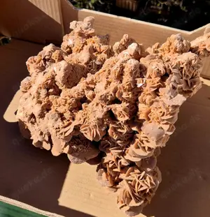 Sandrose zu verkaufen