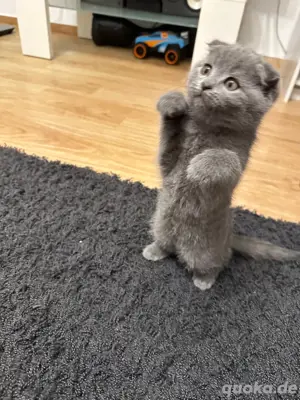 kleine süse katze