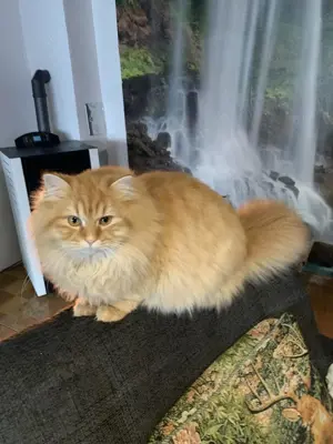 Heilige Birma BLK Katze Bild 2