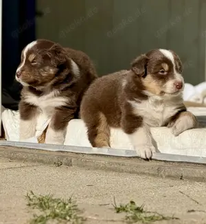 Australian Shepherd, Welpen 