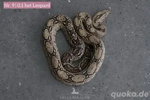 Boa imperator | 1.5 het Leopard ENZ 06 2024