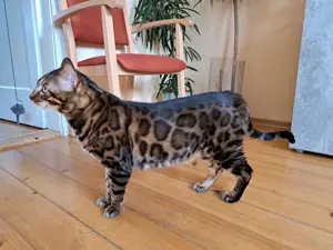 Atemberaubender Champion Bengal Deckkater 
