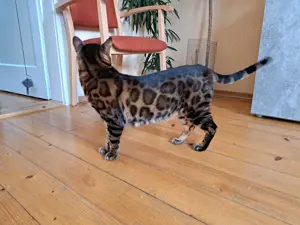 Atemberaubender Bengal Deckkater mit Stammbaum + Gen Tests 