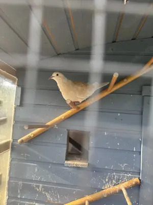 2 Lachtaubenpärchen in beige 