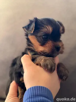 Reinrassigen Yorkshire Terrier welpen 