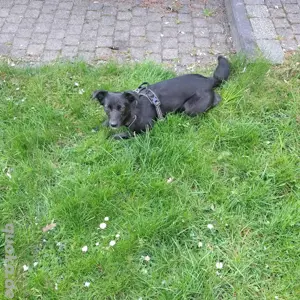 Inanna das schwarze Schwänchen