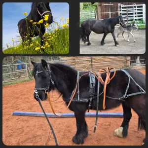 Tinker Pony Stute 