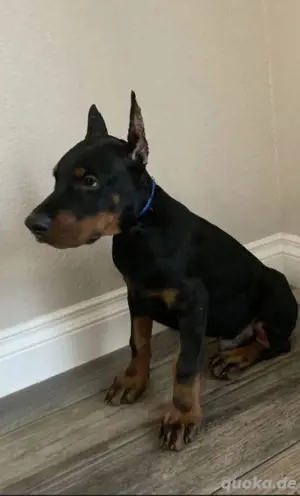 Niedliche Dobermann-Welpen bereit für liebevolle Zuhause