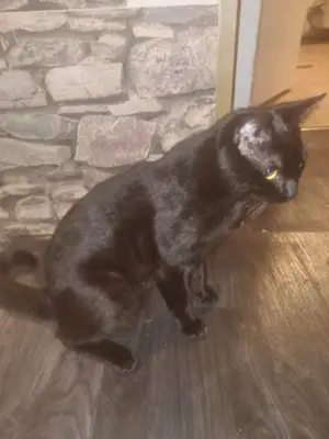 Katze Dumbo