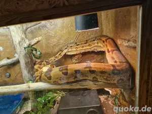 Boa Constrictor mit Terrarium