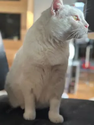  Gusti Einzelprinz sucht liebevolles Zuhause mit Freigang  Bild 5