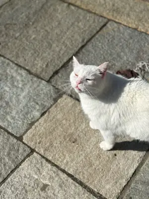  Gusti Einzelprinz sucht liebevolles Zuhause mit Freigang  Bild 3