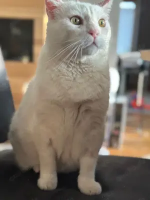  Gusti Einzelprinz sucht liebevolles Zuhause mit Freigang  Bild 4