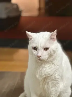  Gusti Einzelprinz sucht liebevolles Zuhause mit Freigang  Bild 8