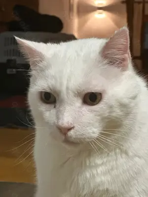  Gusti Einzelprinz sucht liebevolles Zuhause mit Freigang  Bild 6