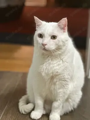  Gusti Einzelprinz sucht liebevolles Zuhause mit Freigang  Bild 7