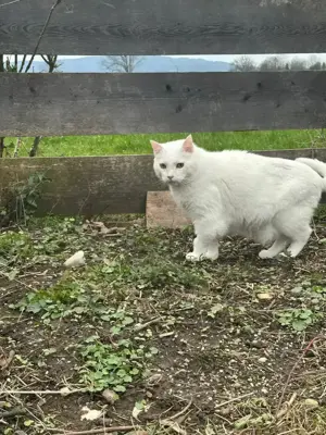  Gusti Einzelprinz sucht liebevolles Zuhause mit Freigang  Bild 9