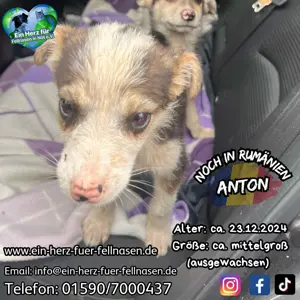 süßer Welpenbub Anton will eine Familie