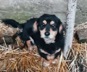 Dony - kleiner Hund sucht großes Herz Bild 4