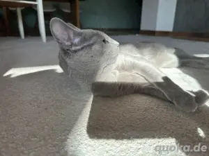 Erfahrener Russisch Blau Deckkater   helle Linie, amerikanische Art   mit exzellentem Stammbaum Bild 6