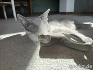 Erfahrener Russisch Blau Deckkater   helle Linie, amerikanische Art   mit exzellentem Stammbaum Bild 3