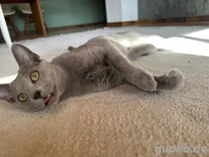 Erfahrener Russisch Blau Deckkater   helle Linie, amerikanische Art   mit exzellentem Stammbaum Bild 5