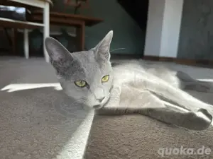 Erfahrener Russisch Blau Deckkater   helle Linie, amerikanische Art   mit exzellentem Stammbaum Bild 2