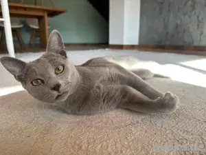 Erfahrener Russisch Blau Deckkater   helle Linie, amerikanische Art   mit exzellentem Stammbaum Bild 4