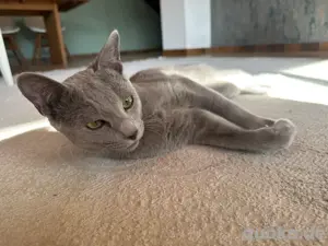 Erfahrener Russisch Blau Deckkater   helle Linie, amerikanische Art   mit exzellentem Stammbaum Bild 8