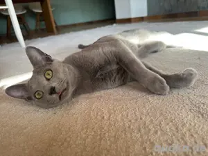 Erfahrener Russisch Blau Deckkater   helle Linie, amerikanische Art   mit exzellentem Stammbaum Bild 7