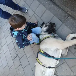 Blinde Kangalhündin sucht ihr Zuhause  Kangal 