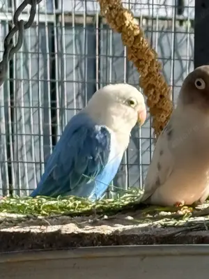 Pfirsichköpfchen Pärchen