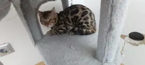Drei reinrassige weibliche Bengal Katzen und eine männlichen Bengal Kater zu verkaufen  Bild 6