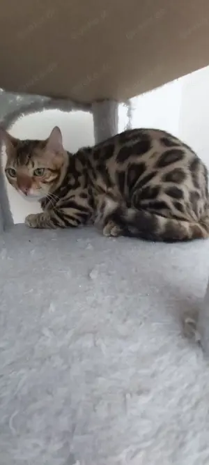 Drei reinrassige weibliche Bengal Katzen und eine männlichen Bengal Kater zu verkaufen  Bild 2
