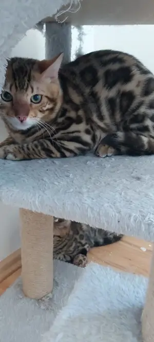Drei reinrassige weibliche Bengal Katzen und eine männlichen Bengal Kater zu verkaufen  Bild 7