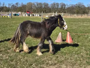 Tinker Hengst Fohlen