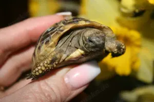 Griechische Landschildkröten