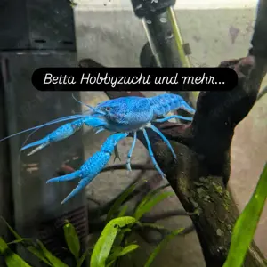Blauer Florida Flusskrebs