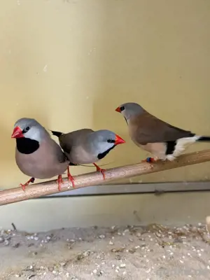 Spitzschwanzamadinen