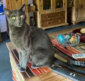 Kater vermisst Bild 3