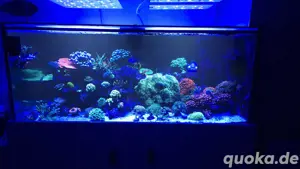 Aquariumauflösung Meerwasser