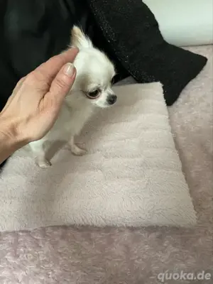 xxs Mini Chihuahua