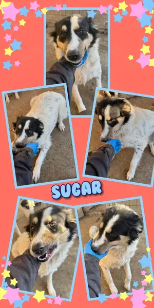 offene, lustige und sehr menschenbezogene Hündin "Sugar" sucht ein schönes Zuhause